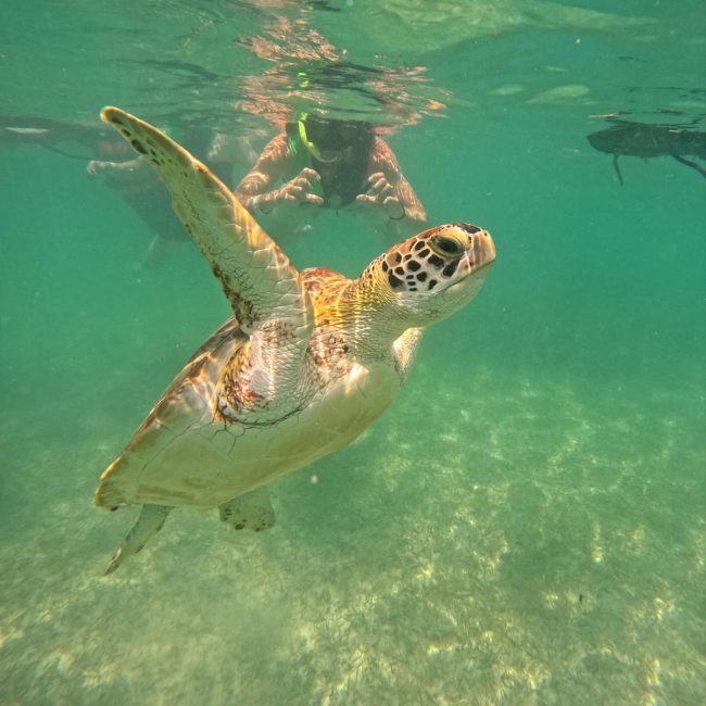 Tortugas01