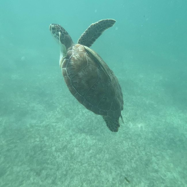 Tortugas02